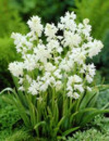 Hyacinthoides hispanica, fd Scilla Campanulata, vit, spansk klockhyacint