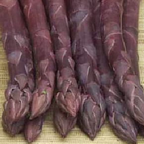 Sparris Pacific Purple, frö