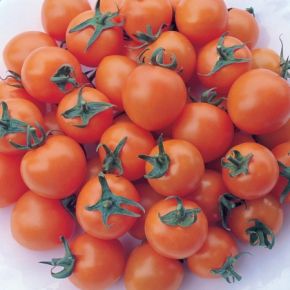 Tomat Sungold, fröer (Seed)