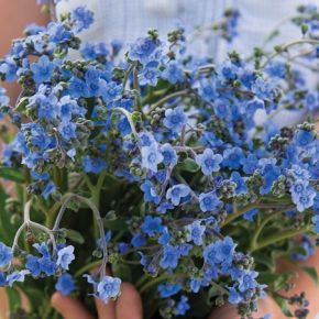 Cynoglossum Chinese Forget Me Not