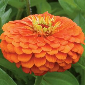 Zinnia Florist Orange sommarblommor fröer - NYHET 2022 