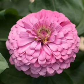 Zinnia Florist Bright Pink, fröer - NYHET 2022 