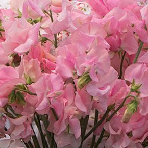 Luktärt Elegance Soft Pink fröer sommarblommor