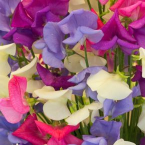 Sweet Pea Scented Sparkles