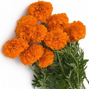 Marigold Xochi Orange