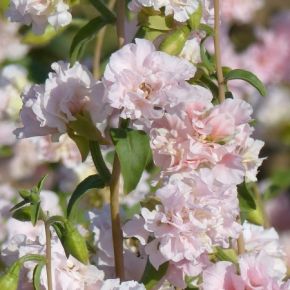 Clarkia May Blossom, sommarblomma, fröer - NYHET 2023