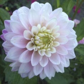 Dahlia Zebrano, dahliaknölar