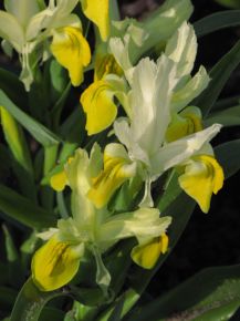 Iris Bucharica, gul och vit, Bokara-iris, gul junioriris, 5 st blomsterlökar