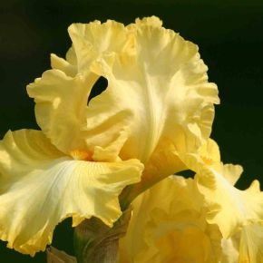 Iris Germanica gul