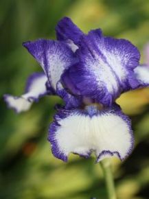 Iris Germanica, blå & vit