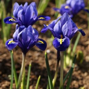 Iris Reticulata, blå våriris, blomsterlökar
