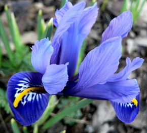 Iris Reticulata Harmony, blomsterlökar