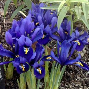 Iris Reticulata Pixie, purpur, blomsterlökar