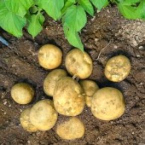 Sättpotatis
