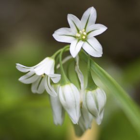 Sloklök, Allium Triquetrum, alliumlökar, vårlök