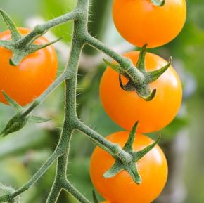 Tomat Sungold, körsbärstomat, tomatplantor - kanske världens sötaste tomat
