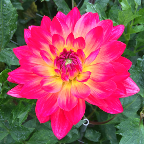 Dahlia Kilburn Glow, näckrosdahlior