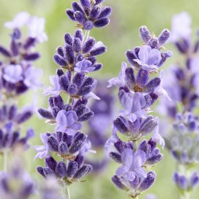 Lavendel Hidcote Blue, lavendelplantor