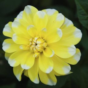Dahlia Lemon Cane, dahliaknölar