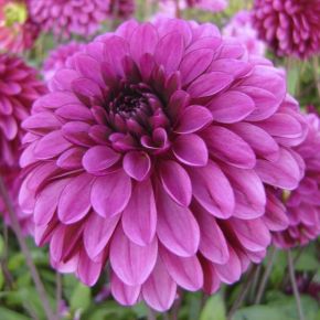 Dahlia Lilac Ball, dahliaknölar, bolldahlior 