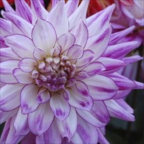 Dahlia Lilac Shadow, kaktusdahlior, dahliaknölar