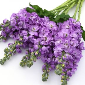 Lövkoja Figaro Lavender fröer - kort datum (okt 24)