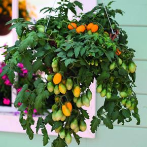 Tomatplantor, buskkörsbärstomat Peardrops - perfekt till balkongodling!