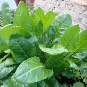 Mangold Perpetual Spinach