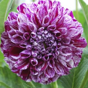 Dahlia Marble Ball, dahliaknölar, bolldahlior 