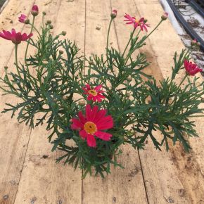 Margerit, rosa, planta i 12 cm kruka