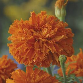 Marigold Kees Orange
