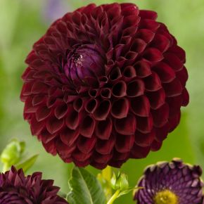 Dahlia Marston George