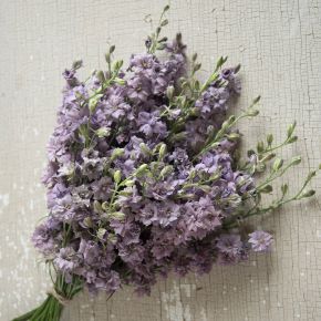 Romersk riddarsporre Misty Lavender, sommarblommor, fröer