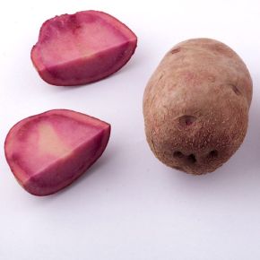 Potatis Mulberry Beauty 