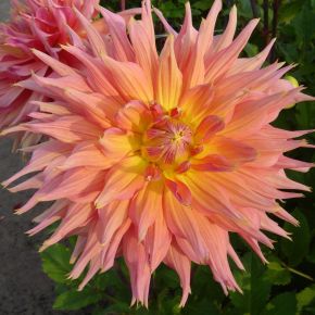Dahlia Omega