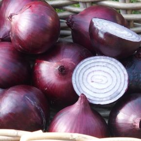 Onion Magnate
