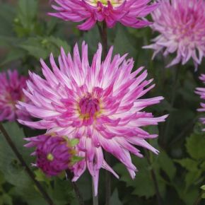 Dahlia Orchid Princess, dahliaknölar