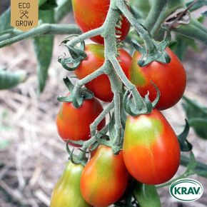 Tomat Baselbieter Röteli KRAV, pärontomat, fröer - kort datum (sept 24)