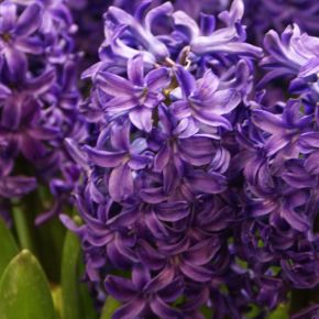 Hyacinter Peter Stuyvesant, blomsterlökar