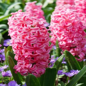 Hyacint Pink Pearl, lökar, hyacintlökar