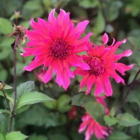 Dahlia Pink Punk