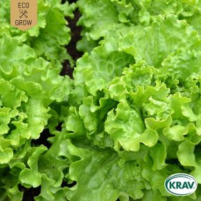 Plocksallat Green Salad Bowl KRAV, fröer 