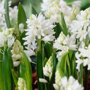 Porslinshyacint Alba, vit, hyacintlökar