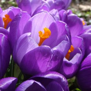 Vårkrokus Remembrance, purpurviolett, höstlök