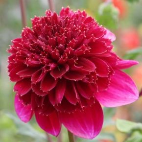 Dahlia Rock Star, anomeondahlior, dahliaknölar 