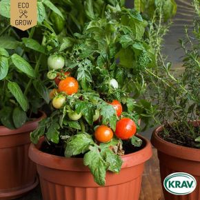 Tomat Rotkäppchen KRAV, fröer - perfekt till balkongodliing