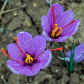 Saffranskrokus crocus sativus, höstblommande