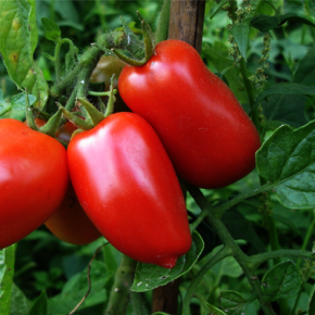 Tomat San Marzano, plommontomat, tomatplantor