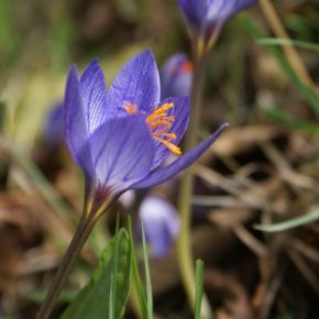 Saffranskrokus, Crocus sativu - ekologisk höstlök - NYHET