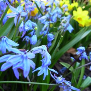 Scilla, Siberica Spring Beauty, blå, lökar 